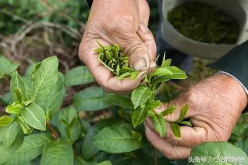 仁易说茶：普洱茶只有做好品质才能撑起概念与商业