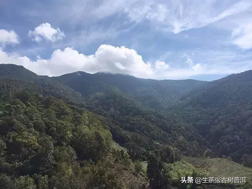 困鹿山古树茶在哪里？困鹿山皇家古茶园现状如何？