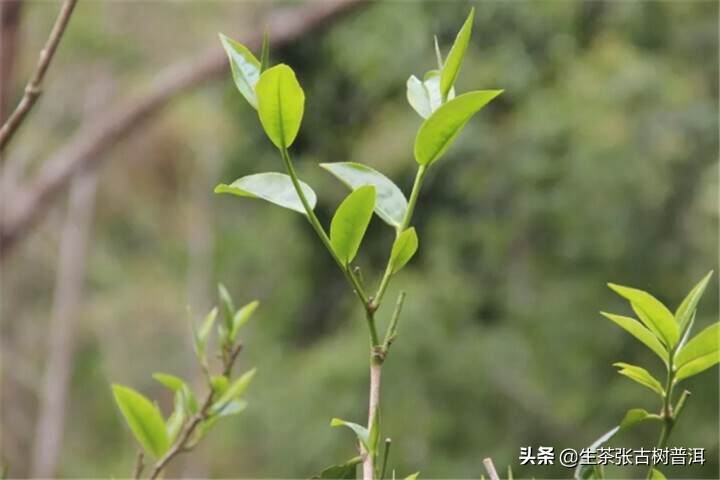 普洱什么茶好喝？推荐：15座茶山所产的普洱茶，你喝过吗？