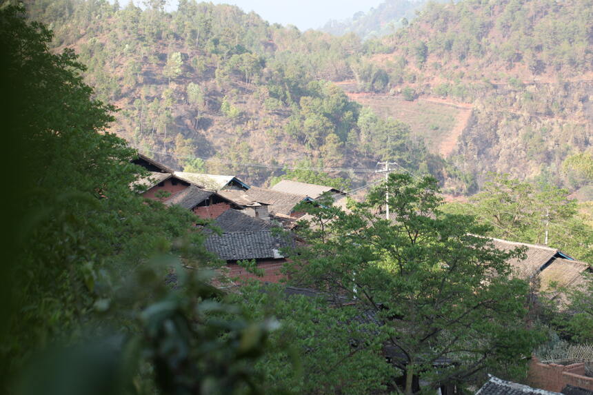 和名山古树茶相比，梅子箐、忙肺等临沧小微产区普洱茶有5大优势