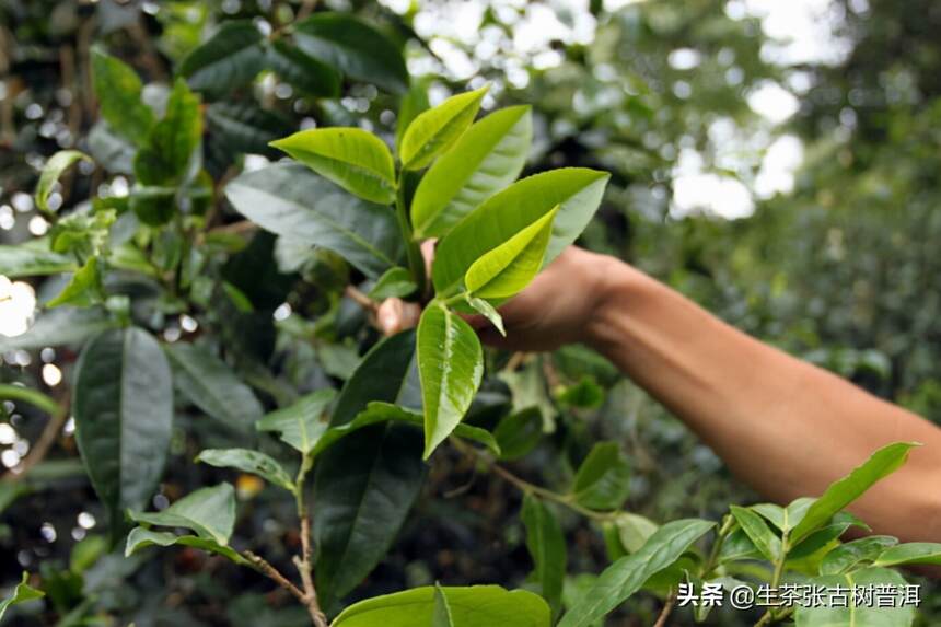 刮风寨每个寨子的普洱茶，你都了解吗？哪个寨子的普洱茶好喝？