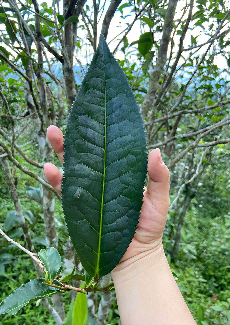 柏林凉水箐：无量山古茶区里的生态藤条茶！山野凉韵，花果香袭人