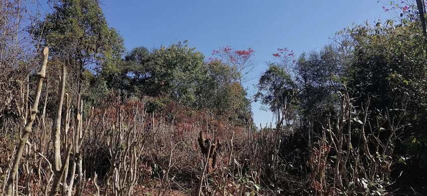 要和“高杆茶”说再见吗？