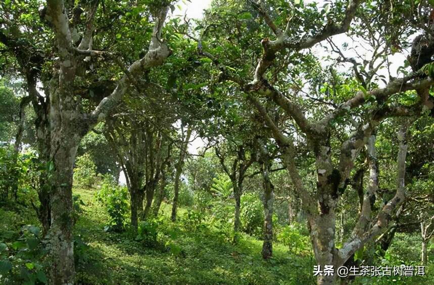 普洱名山头，布朗山普洱茶口感怎么样？