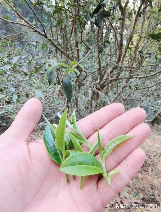 如何简单鉴别茶品质的好坏？