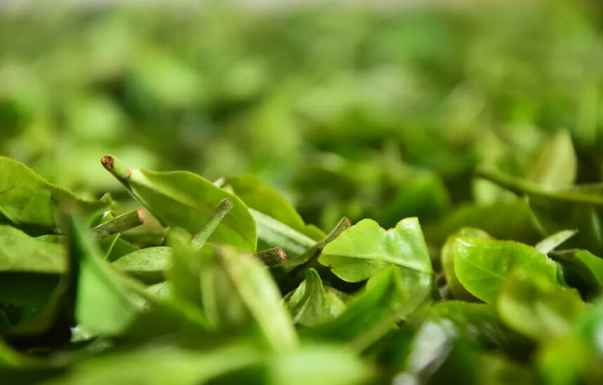 冰岛老班章20年茶叶收购价！普洱茶行业，不会再有这样的奇迹