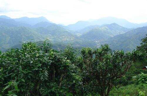 千年古茶园=千年古树茶？