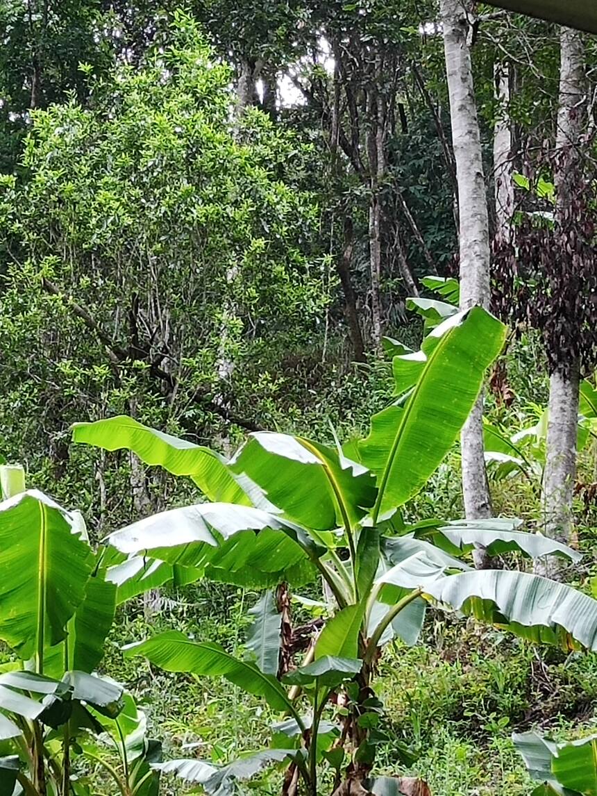 探寻茶山百花箐