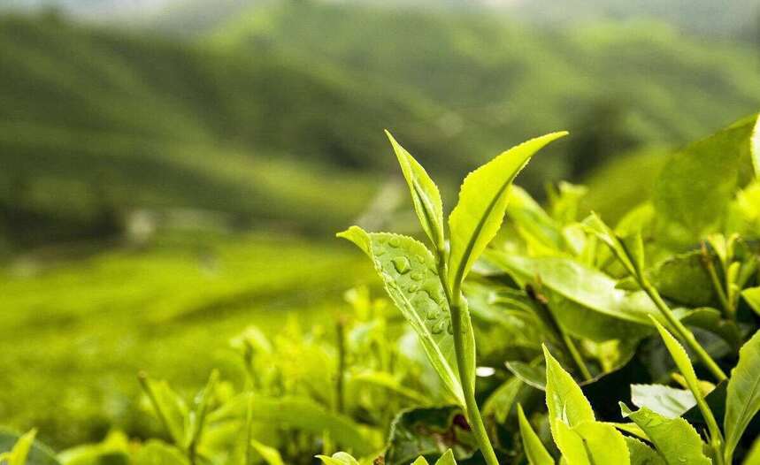 老徐谈茶171：今年古树春茶价格平稳？小树茶是否会大幅下跌？