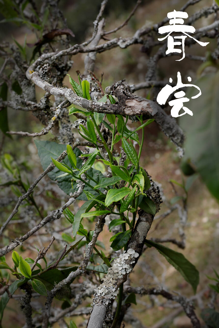 普洱茶汤的鲜爽口感怎么形成的？