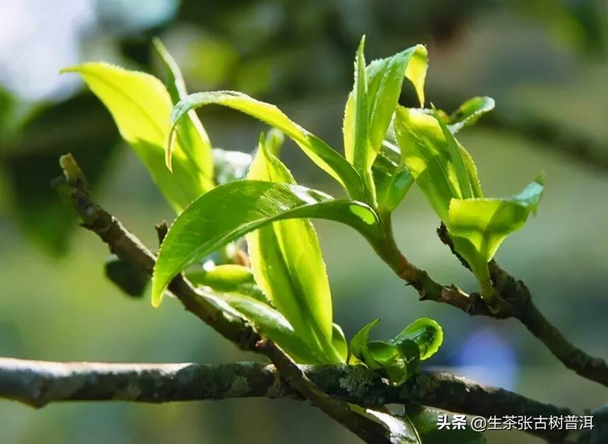 回甘好，茶味足的布朗山普洱茶，怎么泡好喝？懂茶的人都这样泡