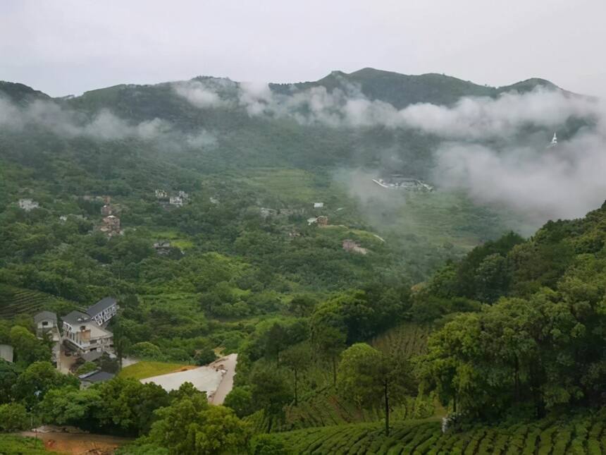 普洱茶界最贵的山头之一，地界老寨古茶怎么样？有何优势值得购买