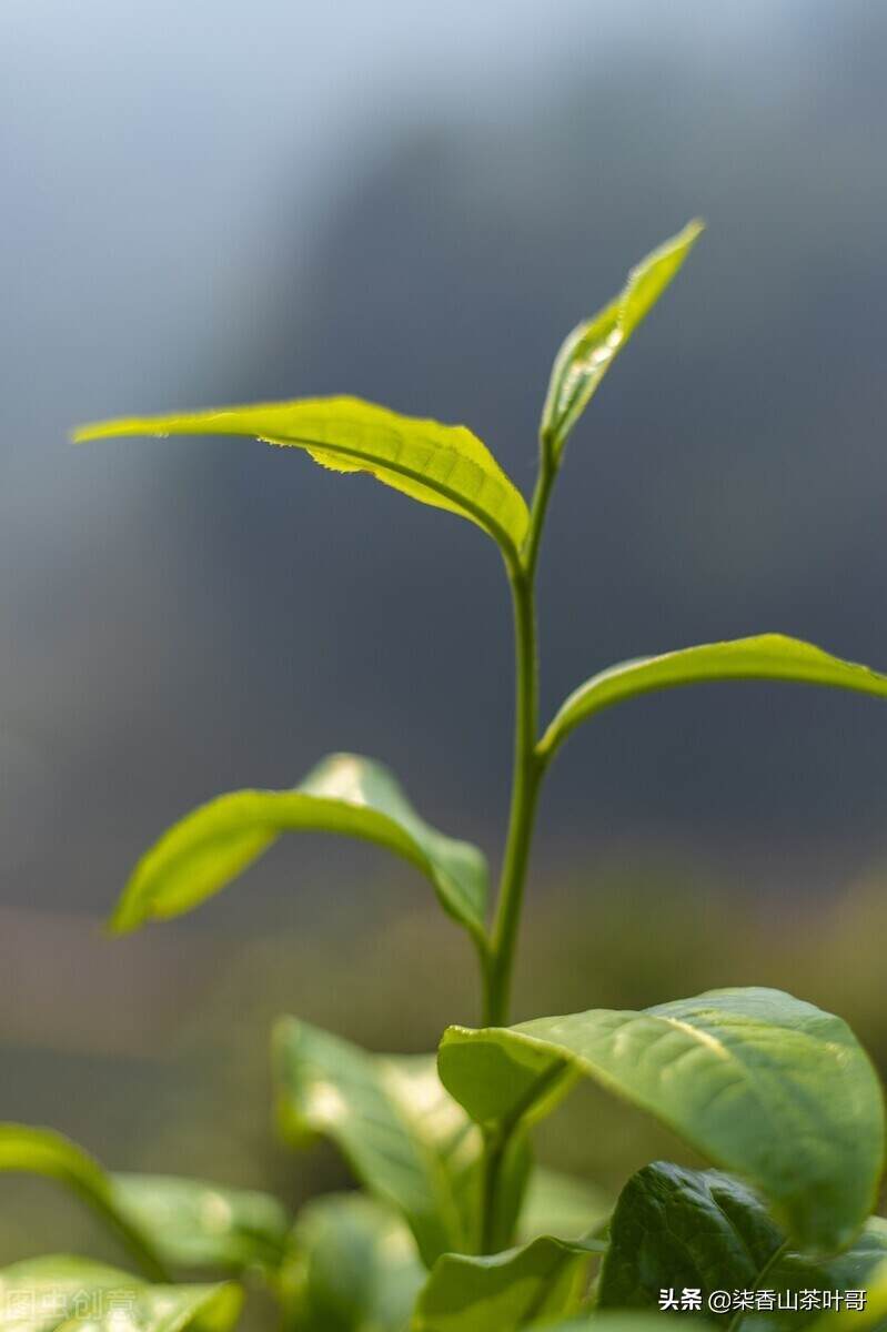 大话普洱：都是古树茶，差距到底在哪里？不要过分迷恋名山（上）