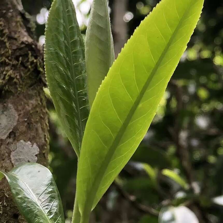 盖碗---才是茶艺的入门