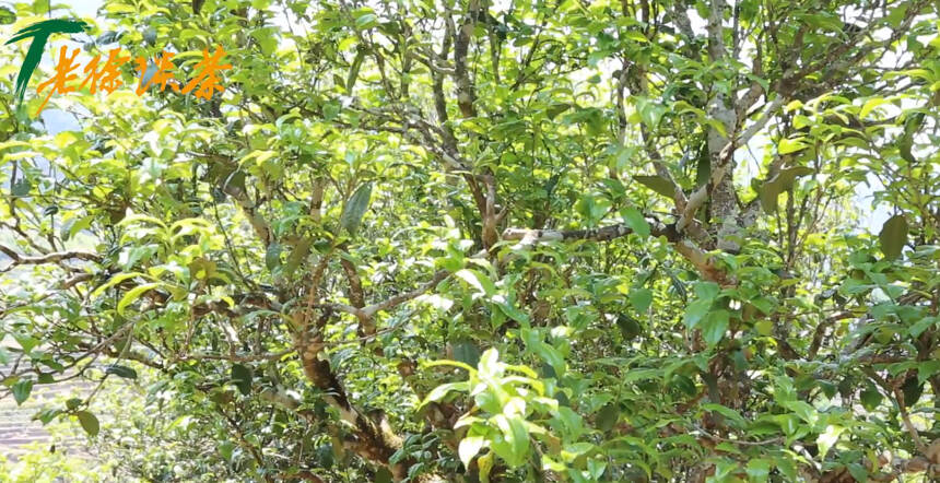 《老徐谈茶》特别节目：单株长势喜人！第一天做的茶干鲜比怎样？