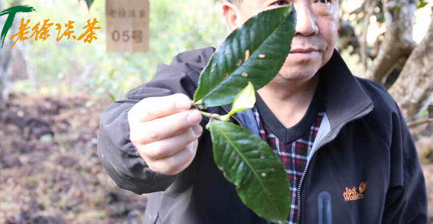 《老徐谈茶》特别节目：2019年古树单株春茶1-10号讲解——图文