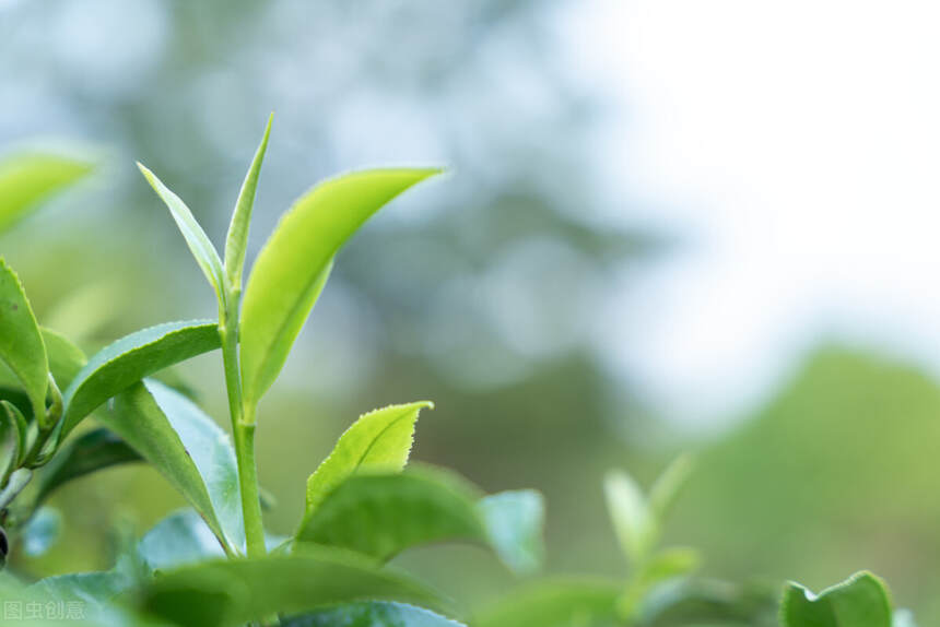 普洱茶高清图片赏析，拿走不谢