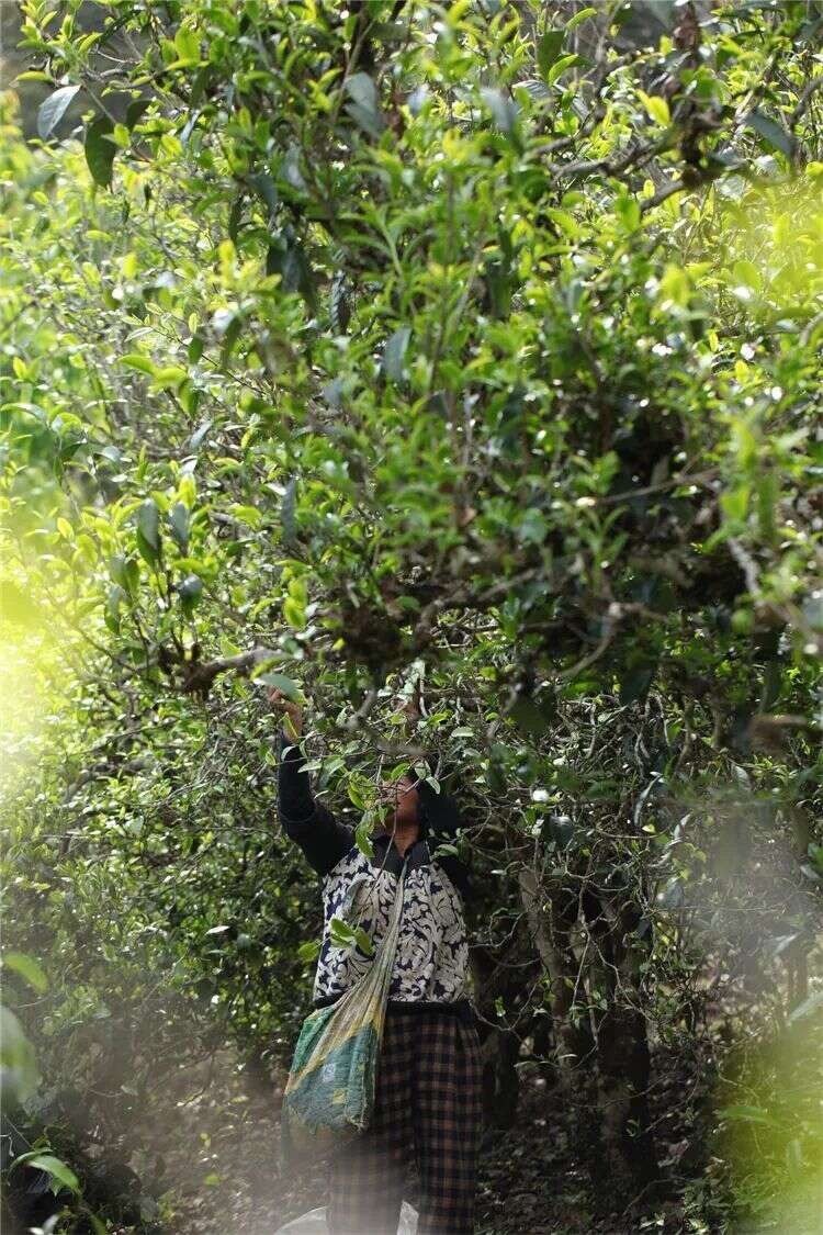 避开天价名山茶，小产区有这些你不知道的好