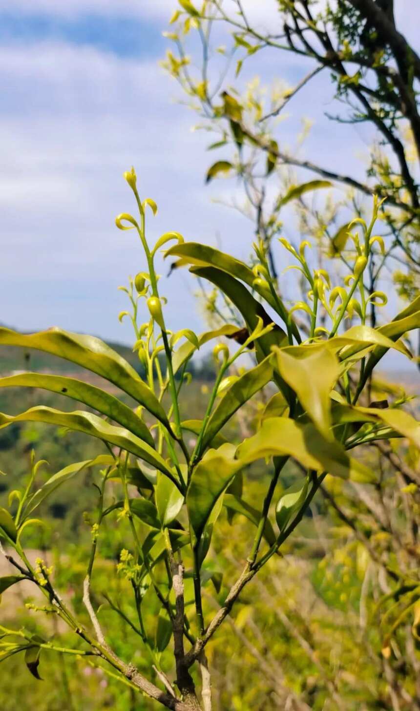 云南第二十怪：最贵的野菜长树上