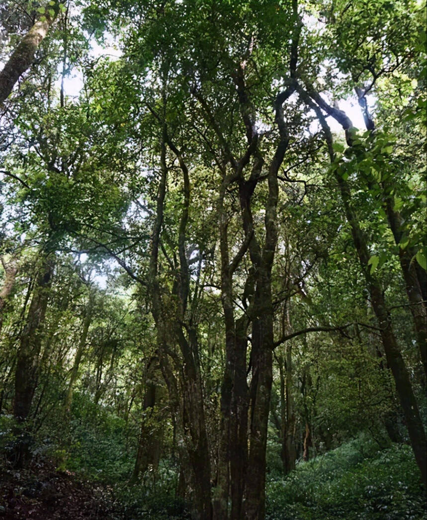 详解皇家古茶园困鹿山，属于哪个茶区？为何能够问鼎普洱茶界？