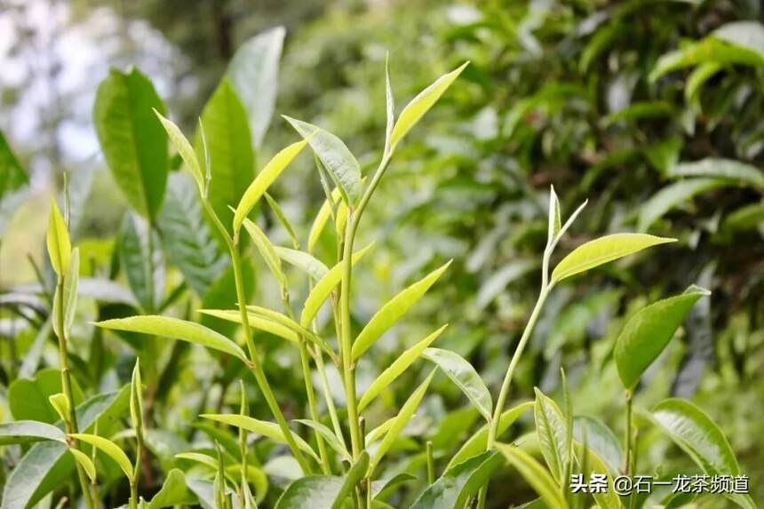 麻黑随记：密林深处狱中的“茶王树”