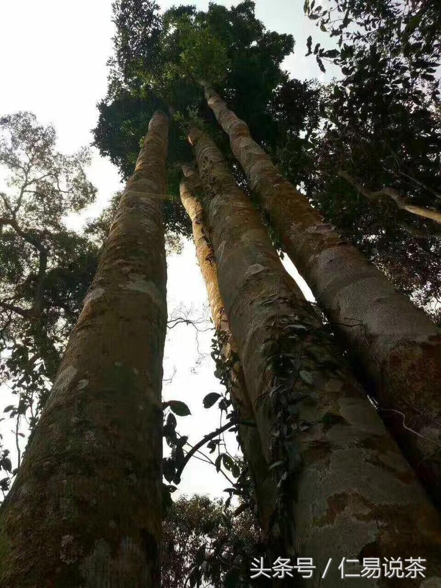 仁易说茶：普洱茶的又一个怪圈现象