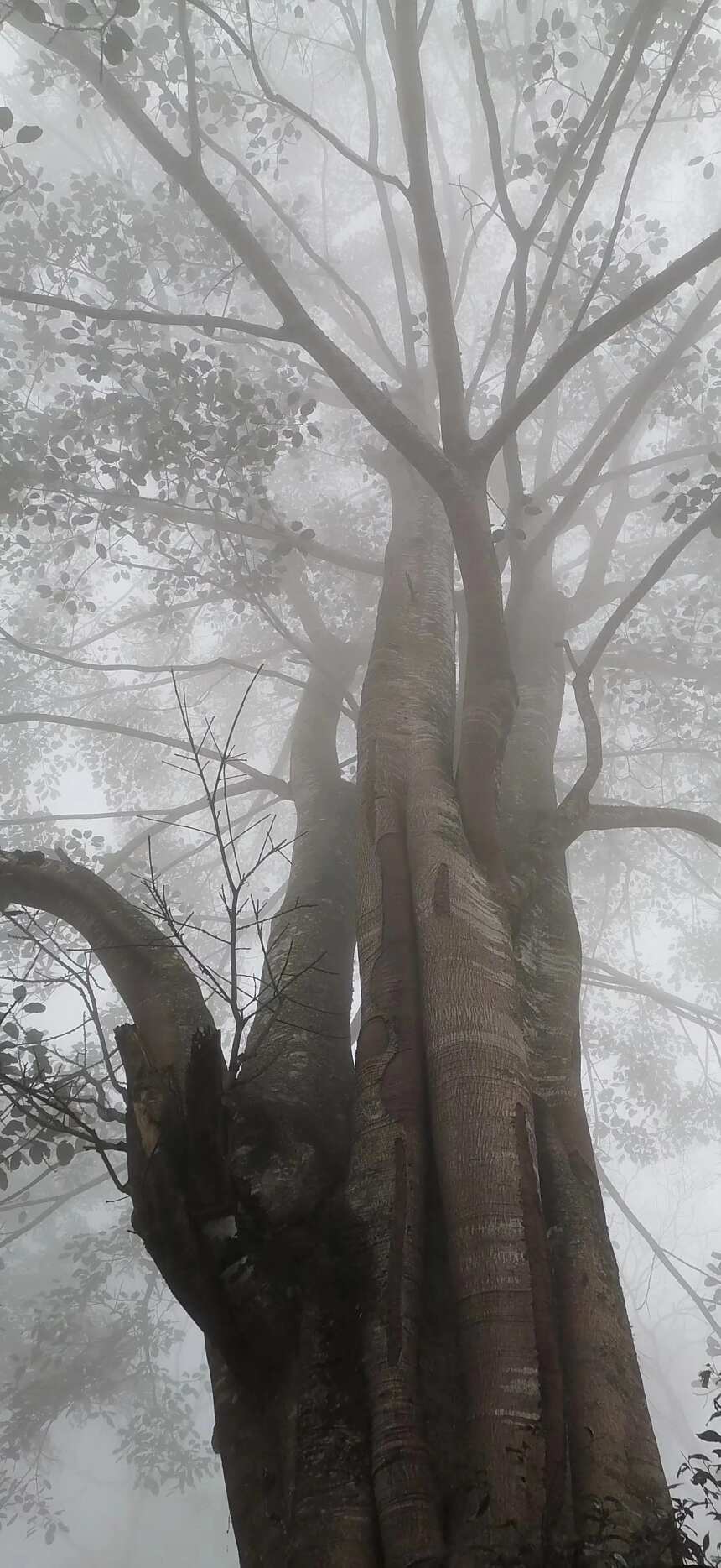 原始森林没有传奇