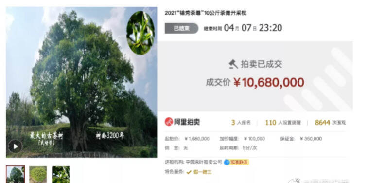 惊人！云南10公斤茶鲜叶竟拍出1068万元！牛逼