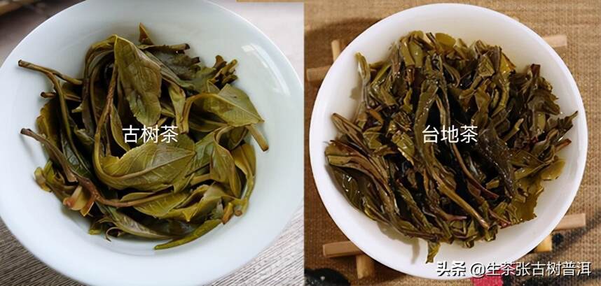 云南古树普洱茶好在哪？相比小树茶、台地茶有何不同？