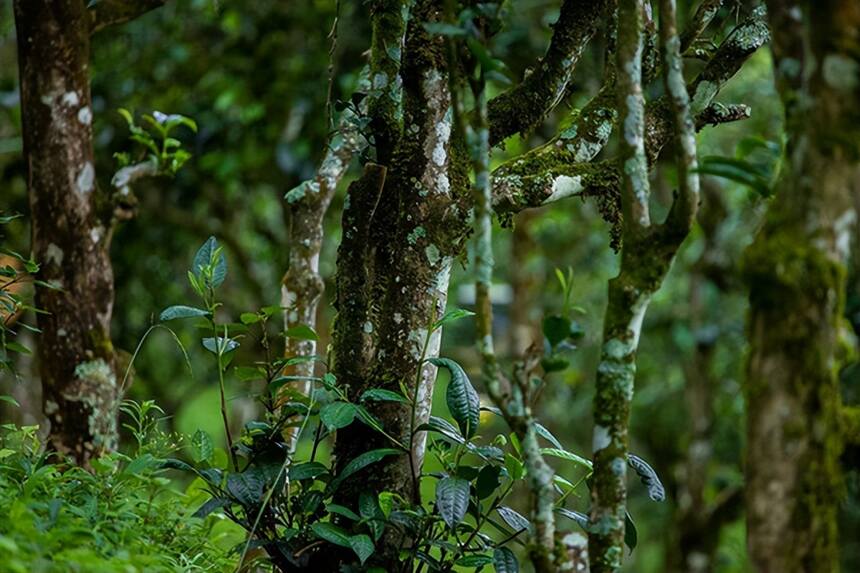 「布朗茶区」茶王：老班章、苦王：老曼峨、性价比之王：章家三队