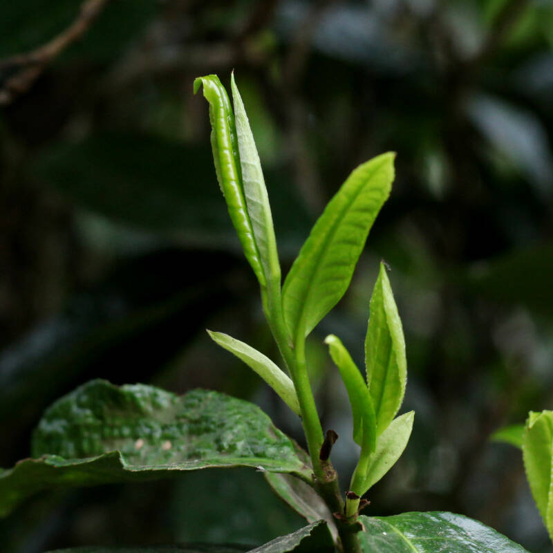 普洱茶的挂杯香是如何产生的？