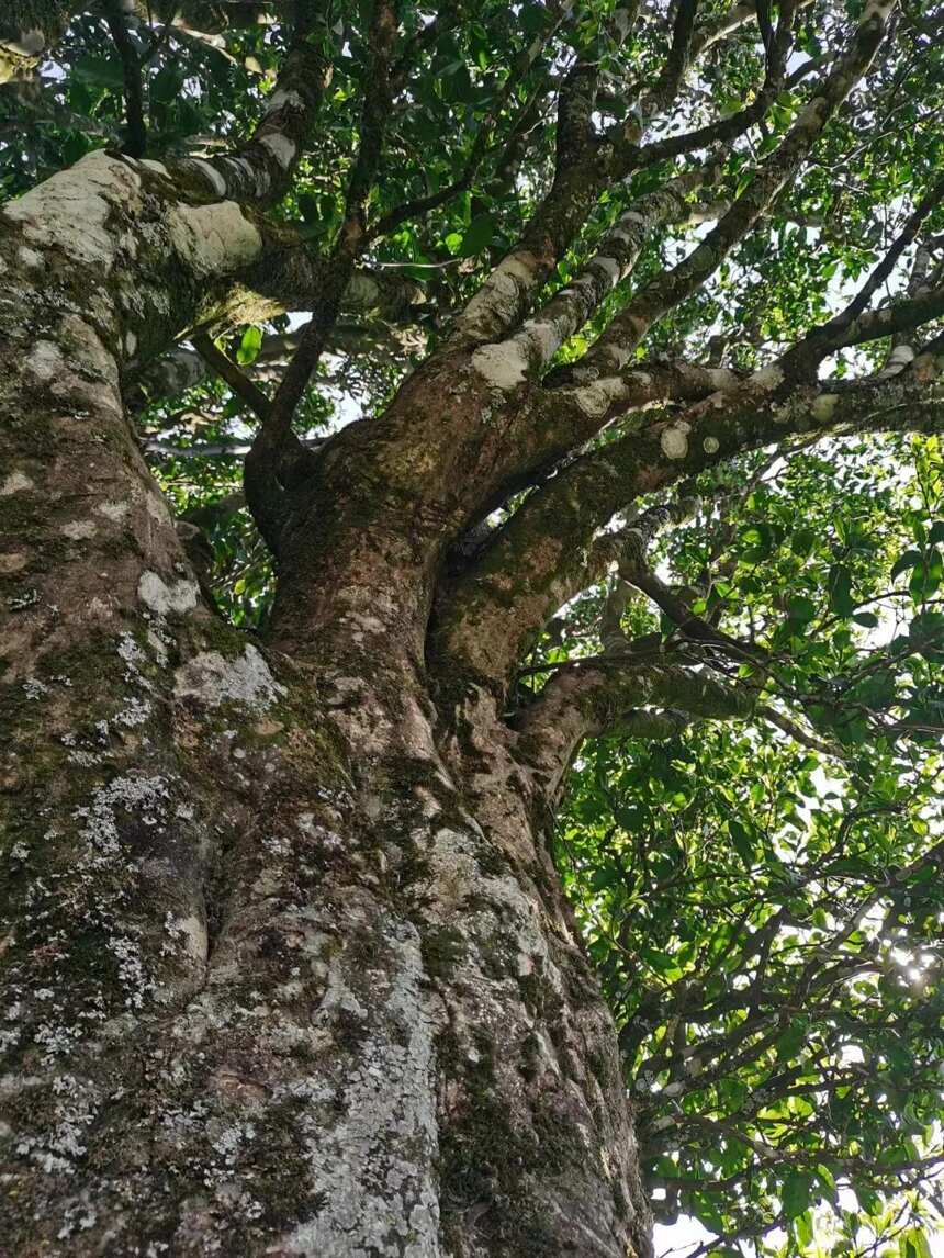 生态茶与台地茶的区别