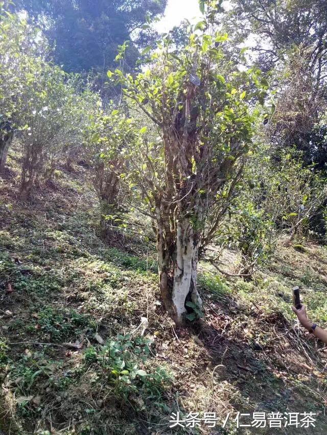 仁易说茶：普洱茶只有做好品质才能撑起概念与商业