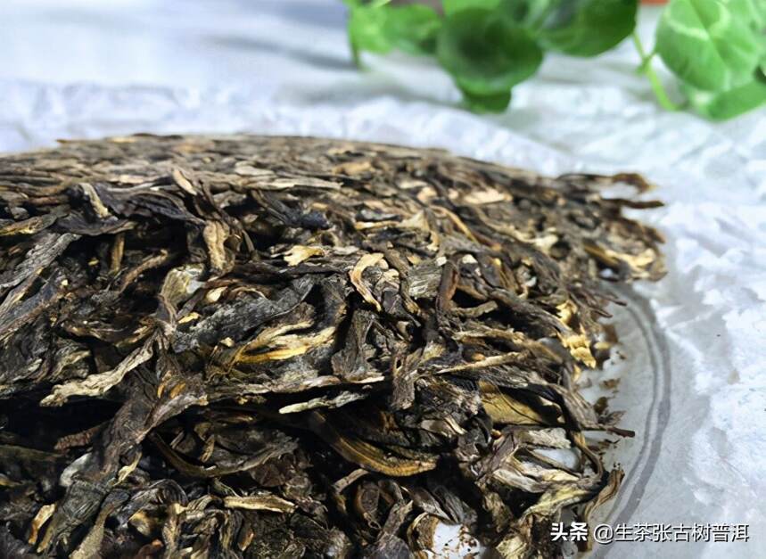 回甘好，茶味足的布朗山普洱茶，怎么泡好喝？懂茶的人都这样泡