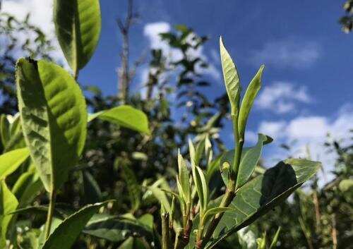 都说普洱茶越陈越香，为什么还会有变质的普洱茶呢？