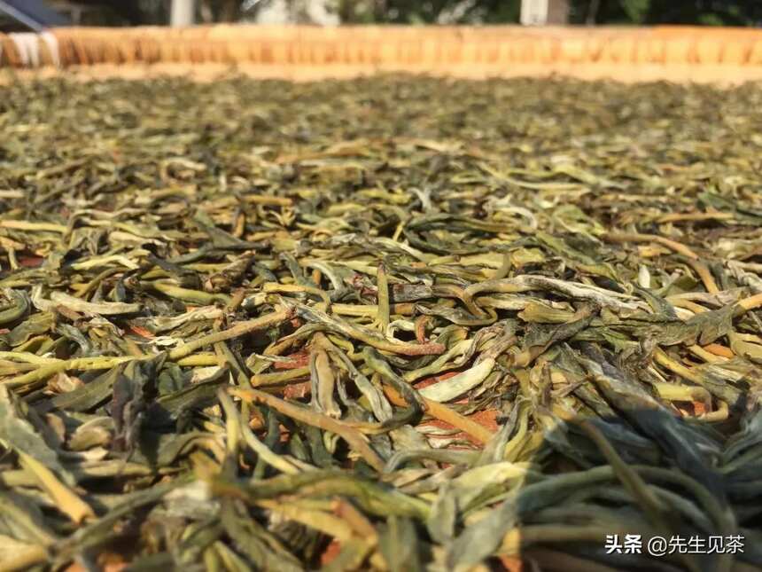 普洱茶为什么采用晒青工艺？