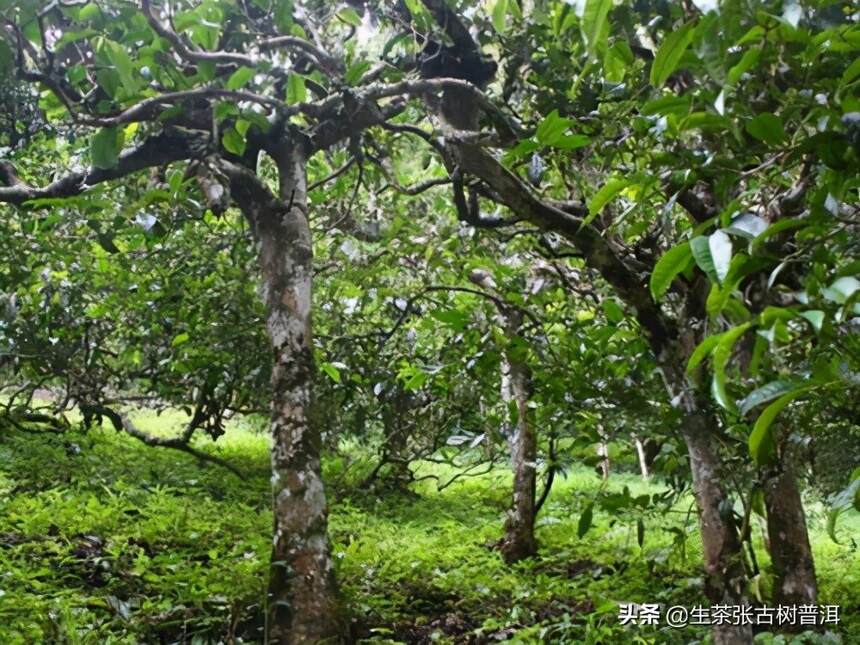 识别普洱古树纯料的标志是什么？生茶张提醒，这3点不可忽视