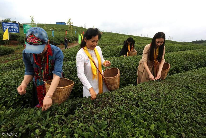 被传销盯上的安化黑茶，味道究竟怎么样？