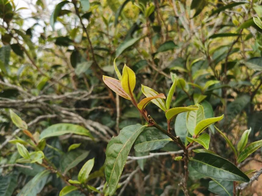 野生紫芽，小众却极其高级的味觉体验