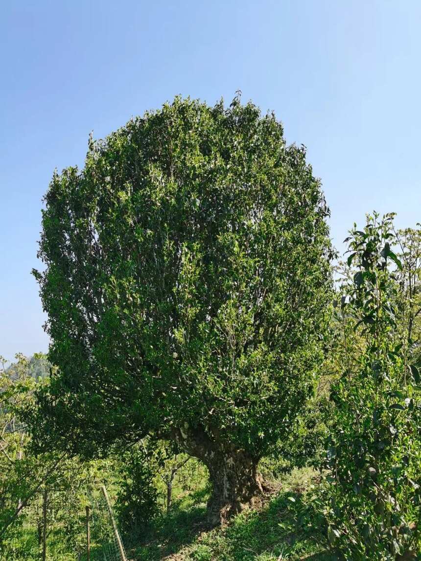 生态茶与台地茶的区别