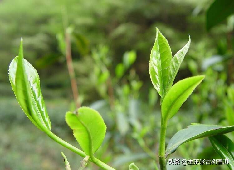 浅谈普洱茶产地｜了解各个产地的普洱茶特点，步入高手的行列