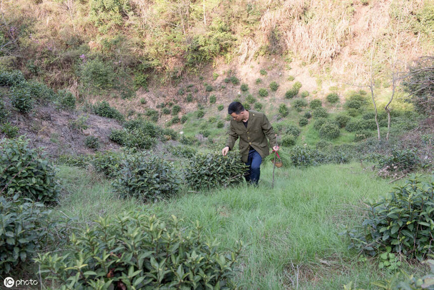 深入了解白茶的几个硬知识，荒野白茶到底有多少？