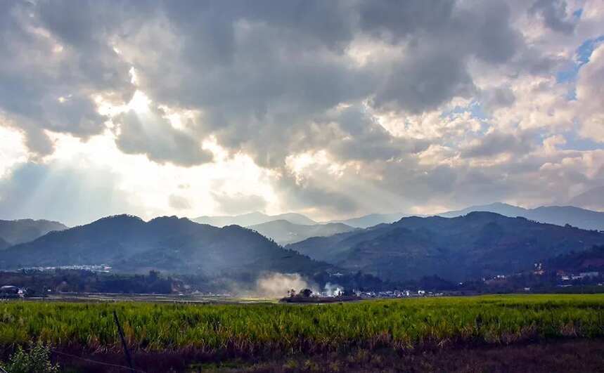 千亿云茶！临沧普洱茶的江湖地位，靠什么来奠定？