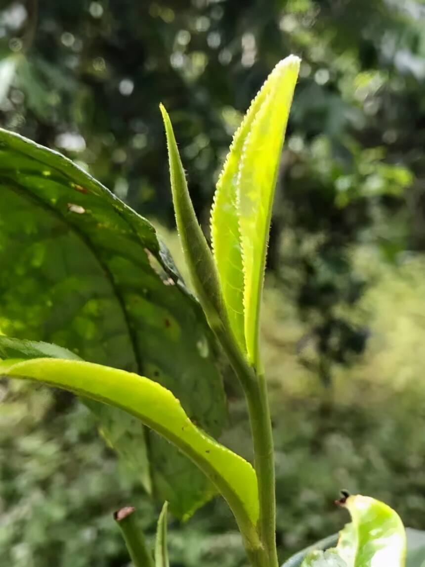 茶道的虚与实