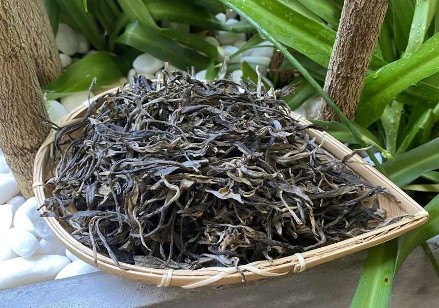 老徐谈茶第285期：老徐带你了解名山名寨茶系列之拔玛老寨古树茶