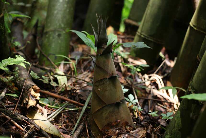 秋分至「删繁就简」