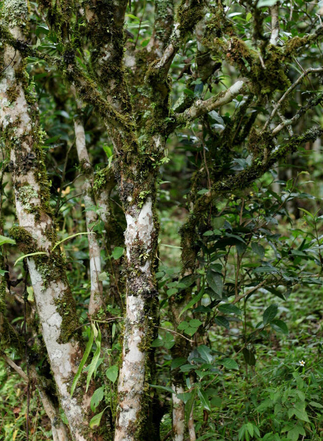 荒野：永德深山中不食人间烟火的野放古茶！花香野韵恣肆