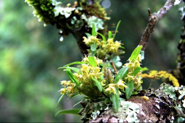 勐海茶区有哪些著名茶山？又有哪些古树普洱茶山头？