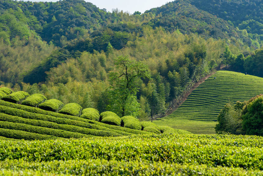 茶叶价格大跌，是经济不好还是茶商故意为之？