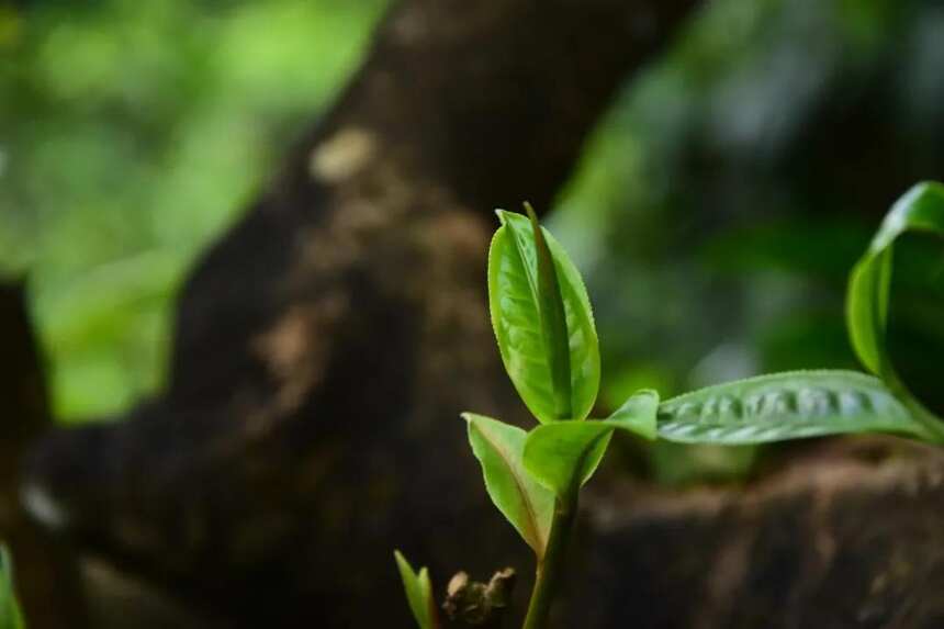 忙肺！临沧四大名茶中，性价比最高的茶